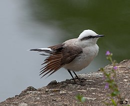 Álarcos vízitirannusz (Fluvicola nengeta)