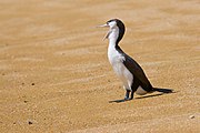 Pied Cormorant