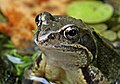 adult male, close-up