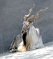 Alpine Markhors