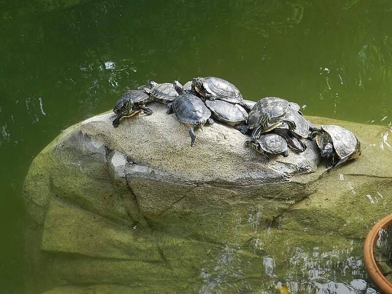 File:Turtles in Hong Kong Park.JPG