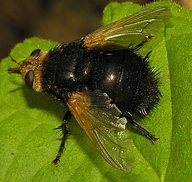 Tachina grossa