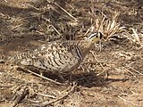 Black-faced sandgrouse