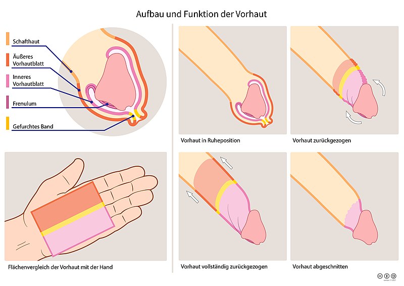 File:Vorhaut Aufbau Funktion.jpg