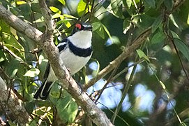 White-fronted Wattle-eye 110ND500 DSC8281.jpg