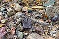 * Nomination: Praying mantis in Charyn ash forest. Uyghur district, Almaty Region, Kazakhstan. By User:ElenaLitera --Красный 07:56, 9 August 2024 (UTC) * * Review needed