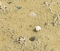 Mud snail near mangroves. Amphibola crenata (titiko).