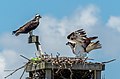 Image 54Ospreys in a nest on Sandy Hook, New Jersey