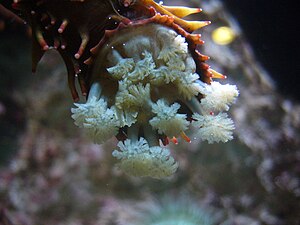 Détail de la bouche d’une holothurie, avec ses tentacules.