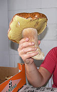 Boletus aestivalis big specimen.jpg