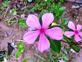 Catharanthus roseus.