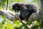 Langur dagli occhiali Trachypithecus obscurus