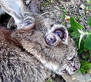 European rabbit with the Lausanne strain of myxomatosis