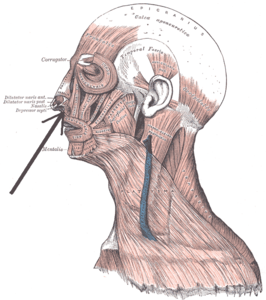 Musculus depressor septi nasi