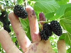 Moraceae- Morus nigra (black mullberry).jpg