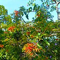 Flowering Plant