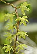 Coelogyne pangasinanensis