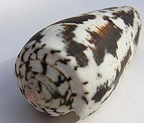 Conus magus