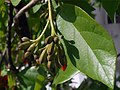 Leaves and flower buds