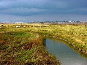 Marais de l'île de Sheppey