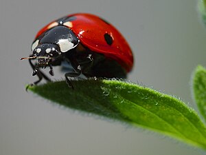 Ladybird