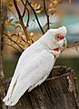 "Long-billed_Corella_edit1.jpg" by User:Diliff