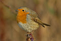 Erithacus rubecula rubecula