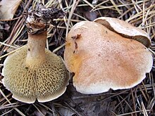 Suillus bovinus G1.jpg