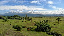 Photographie couleur d'une plaine herbeuse parsemée d'arbres, avec un troupeau de buffles. En arrière-plan s'élève la silhouette du Tambora.