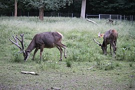 Two male white-lipped deer.jpg