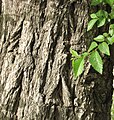 Bark and young leaves, Antal Ben Shaddad, Jerusalem