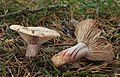 Lactarius sanguifluus