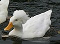 Weiße Landente mit Haube in England