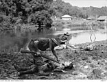 Members of the Australian 2/17th Battalion inspecting the bodies of dead Japanese soldiers in Brunei during an operation on 13 June 1945