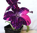 A flower showing 'fantasy' patterning, Streptocarpus 'DS-Little Plushy Arctic Fox'