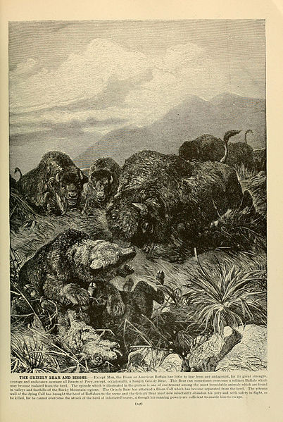 File:Brehm's Life of animals (Page 247) (6220684120).jpg