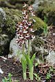 Calanthe discolor from Shiga prefecture, Japan