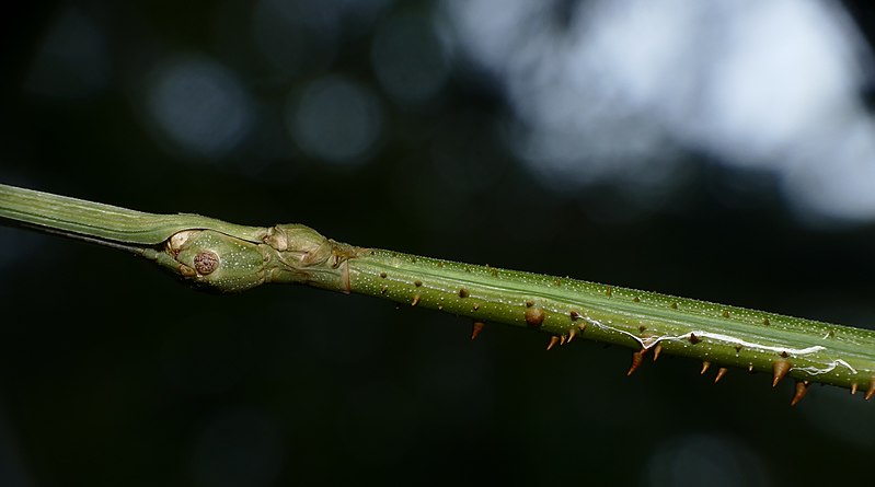 File:Giant Stick Insect (Phanocloidea muricata) female (38460514212).jpg