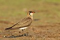 Oriental Pratincole