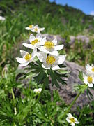 Anémone à fleurs de narcisse.