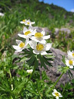 Anemone narcissiflora