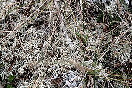 Hreindýramos (Cladonia rangiferina) at Mývatn