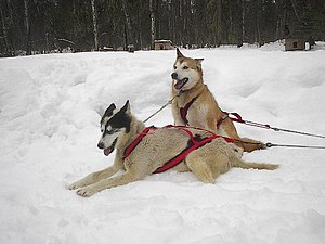 Alaskan Husky