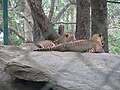 Leopards at Bannerghatta National Park