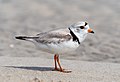 Image 36Piping plover in Queens