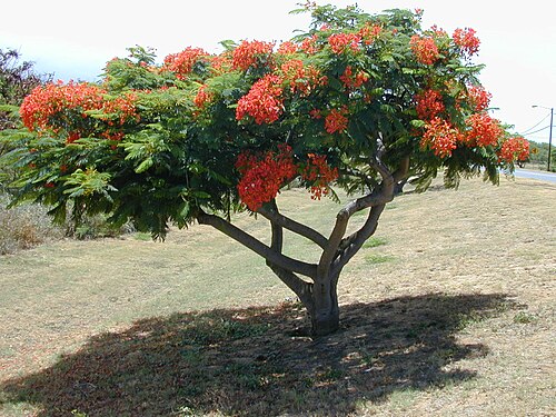 Boom op Maui (Hawaï)