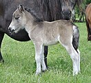 Shetlandpony mit Mushroom