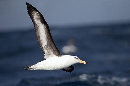 Campbell albatross, by JJ Harrison