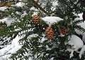 Įvairiaspyglė cūga (Tsuga diversifolia)