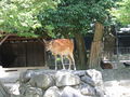 日本動物園所養嘅梅花鹿